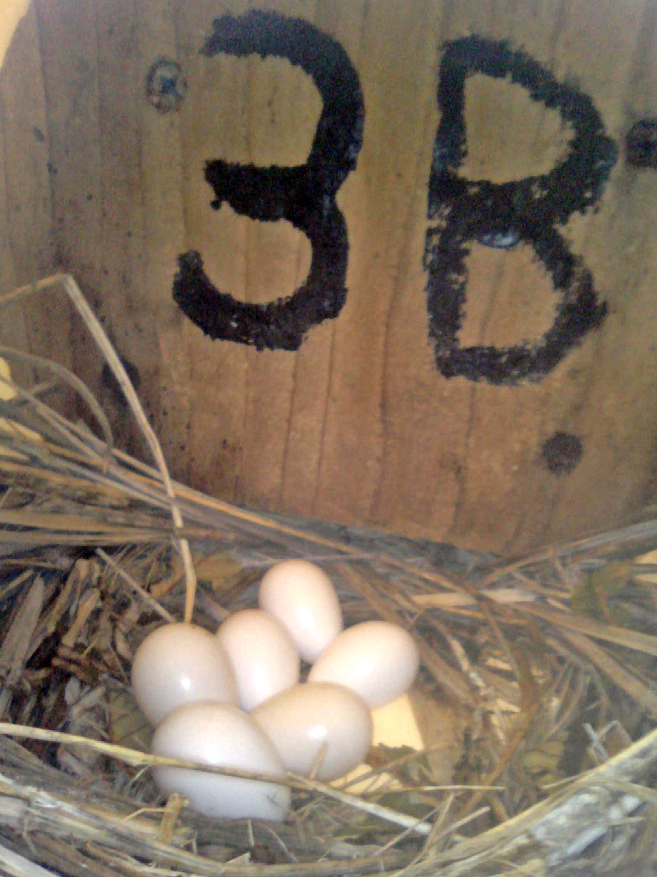 OPAS 3B